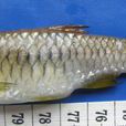 波魚屬 波魚屬