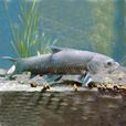 青根魚 青根魚