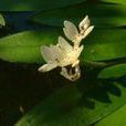 水蕹科 水蕹科