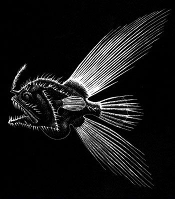 莖蟾魚科 莖蟾魚科