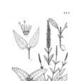 穗花組(玄參科婆婆納屬) 穗花組(玄參科婆婆納屬)