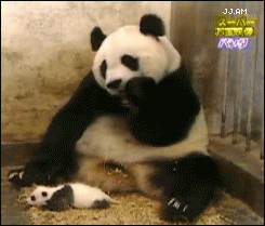 別拿熊貓不當猛獸