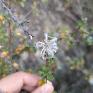 Purshia plicata