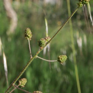 Sanguisorba hybrida