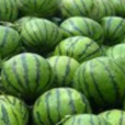 華欣(早熟西瓜品種) 華欣(早熟西瓜品種)