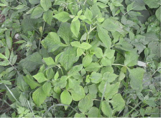 鴨兒芹果 鴨兒芹果