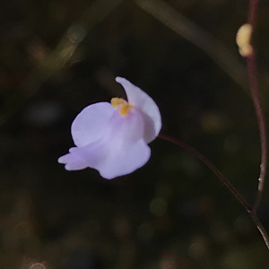 Utricularia biceps