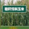 秸稈飼料