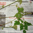 疏毛山芹 疏毛山芹