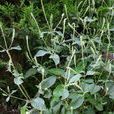 莧(石竹目莧科植物) 莧(石竹目莧科植物)
