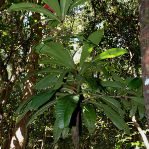 Tapeinosperma golonense
