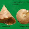 麗口螺 麗口螺
