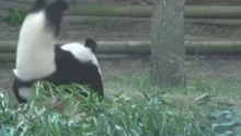 大熊貓喜蘭