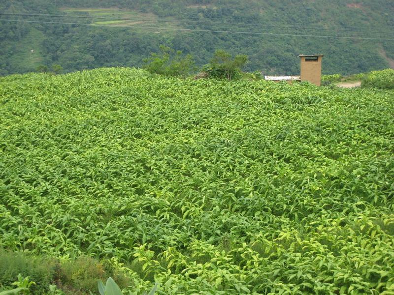胡廣凹村 胡廣凹村