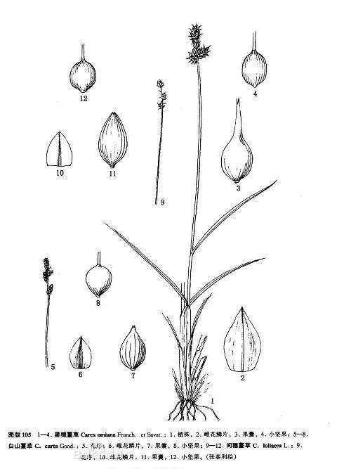 白山薹草(白山苔草) 白山薹草(白山苔草)
