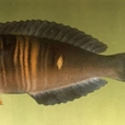 橘紋擬盔魚 橘紋擬盔魚