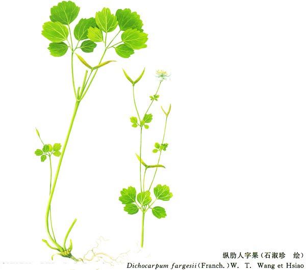縱肋人字果 縱肋人字果