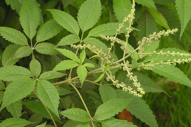 牡荊瀝 牡荊瀝