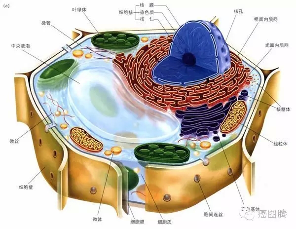 細胞學說