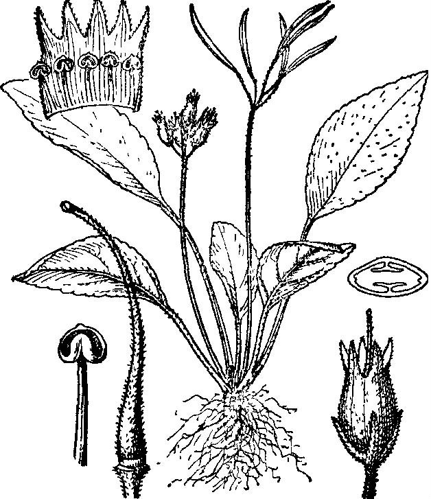 世緯苣苔屬