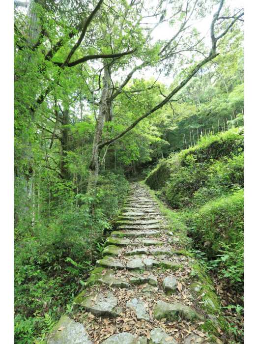 茶山古道 茶山古道