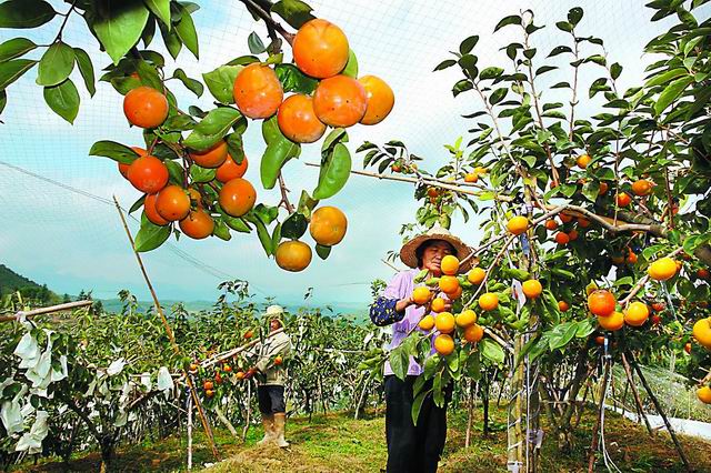 仙遊台灣農民創業園