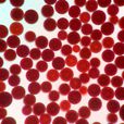 蝦青素(astaxanthin)