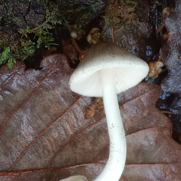 灰小包腳菇