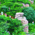 汝陽大虎嶺 汝陽大虎嶺