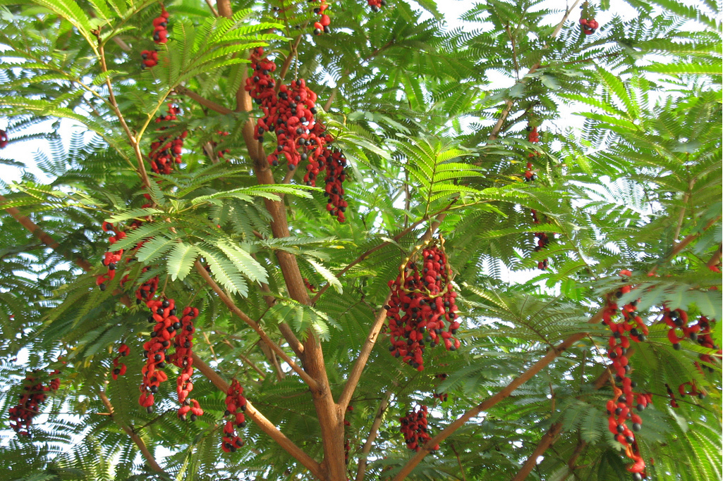含羞樹(豆科含羞樹屬植物)