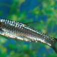 麥氏波魚 麥氏波魚