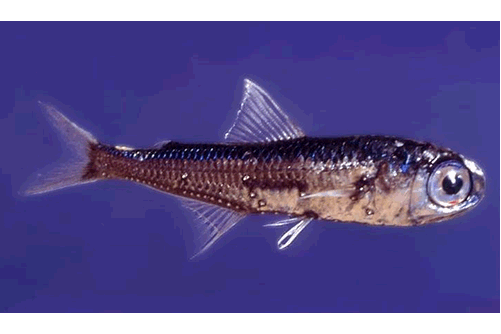 燈籠魚亞目 燈籠魚亞目