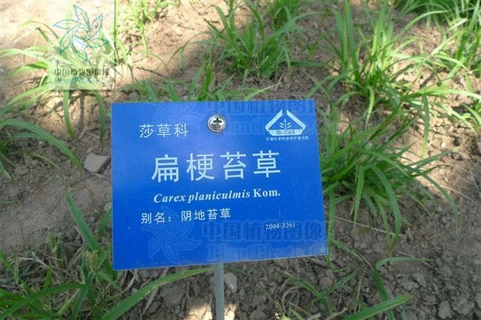 扁稈薹草 扁稈薹草