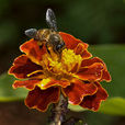 印度蜜蜂