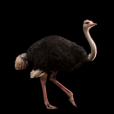 鴕鳥(鴕鳥科物種的統稱)