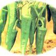 粵椒一號(粵椒1號) 粵椒一號(粵椒1號)