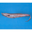 背棘魚 背棘魚