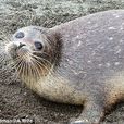 裏海海豹 裏海海豹