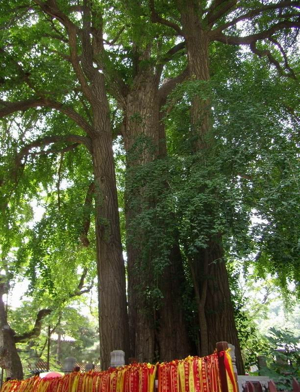 中國十大千年古樹