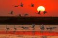 孟津國家級黃河濕地自然保護區