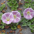 鼓子花 鼓子花