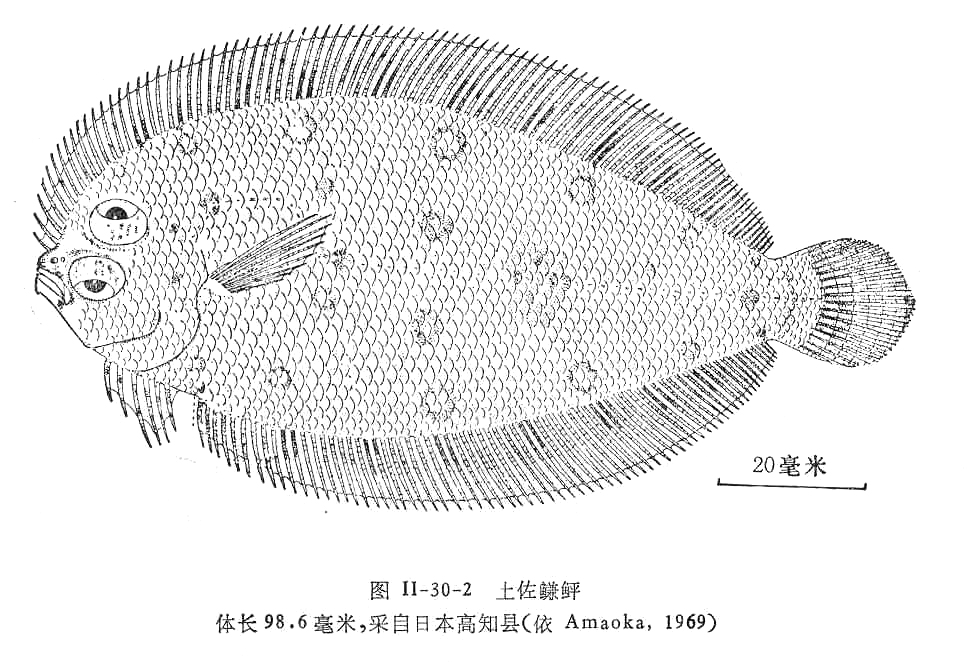 圖1.土佐鰜鮃