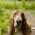 巴吉度獵犬(短腳獵犬) 巴吉度獵犬(短腳獵犬)