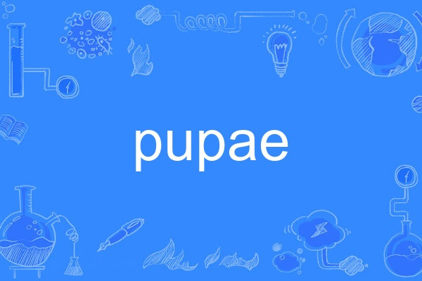 pupae pupae
