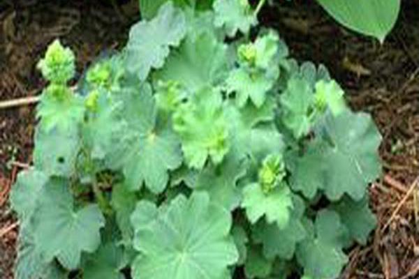 Alchemilla mollis Alchemilla mollis