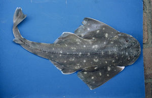 南美扁鯊