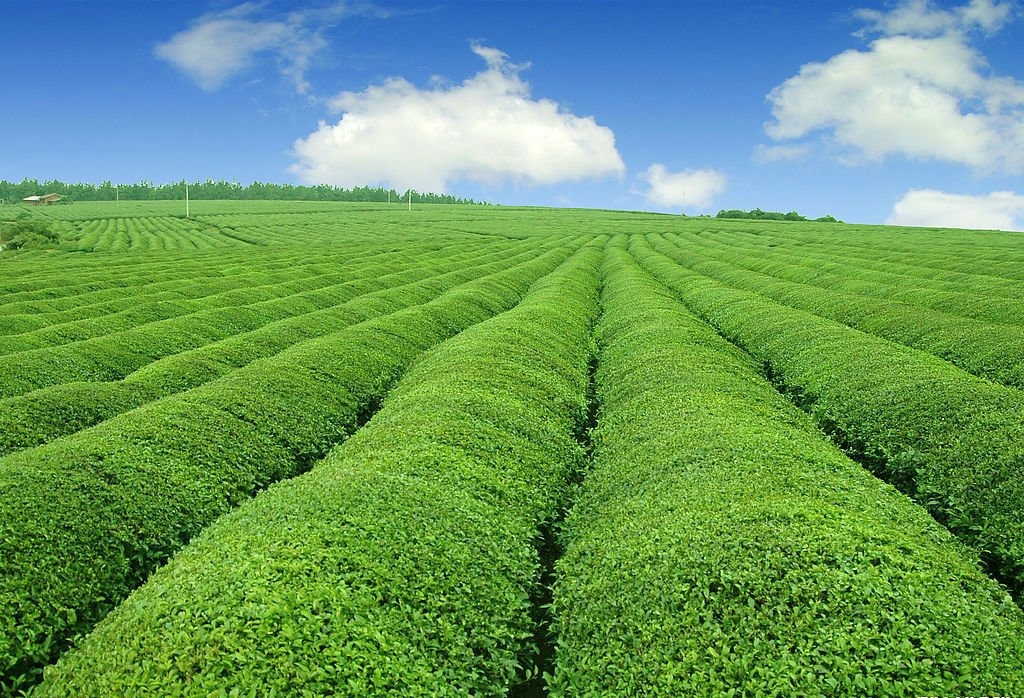 思州綠茶基地