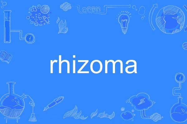 rhizoma rhizoma