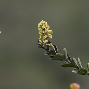 Bredemeyera barbeyana