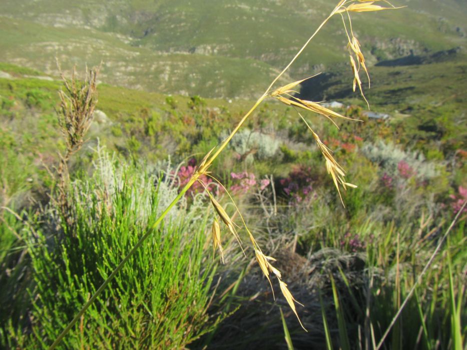 Ehrharta dura